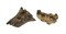 Set of 2 Natural Gamal Root Wood Double Tealight Candle Holders - 8 Inch